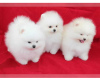 Photo №1. german spitz - for sale in the city of Warsaw | 532$ | Announcement № 13566