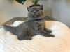 Photo №1. british shorthair - for sale in the city of Karlsruhe | negotiated | Announcement № 96598