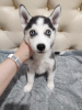 Additional photos: Purebred blue eyed husky puppies for sale!