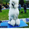 Photo №1. poodle (royal) - for sale in the city of Belgrade | negotiated | Announcement № 115513