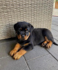 Photo №1. rottweiler - for sale in the city of Budapest | negotiated | Announcement № 42528