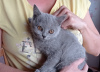 Photo №1. british shorthair - for sale in the city of Ostrava | 416$ | Announcement № 26829