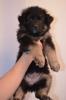 Photo №2 to announcement № 9167 about purchase of german shepherd - buy in Ukraine private announcement