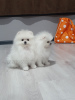 Additional photos: White mini Pomeranian Spitz puppies, boo type, Korean blood.