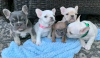 Photo №2 to announcement № 116625 for the sale of french bulldog - buy in Finland private announcement, breeder