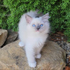 Photo №1. ragdoll - for sale in the city of Франкфурт-на-Майне | 317$ | Announcement № 109688