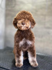 Photo №2 to announcement № 96523 for the sale of lagotto romagnolo - buy in Macedonia breeder