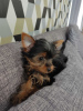 Photo №3. Beautiful miniature Yorkshire terrier puppies. Germany