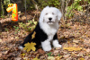 Photo №4. I will sell bobtail in the city of Kharkov. from nursery - price - 1500$