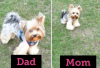 Photo №1. yorkshire terrier - for sale in the city of Illinois City | Is free | Announcement № 59082