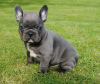 Photo №1. french bulldog - for sale in the city of Berlin | 317$ | Announcement № 70889