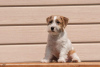 Photo №3. puppy Jack Russell Terrier. Russian Federation