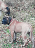 Photo №4. I will sell bullmastiff in the city of Москва. private announcement, from nursery - price - 1350$