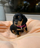 Photo №1. dachshund - for sale in the city of Helsinki | 475$ | Announcement № 123823