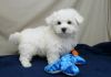 Photo №1. maltese dog - for sale in the city of Miami | Is free | Announcement № 120678