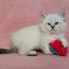 Photo №2 to announcement № 72821 for the sale of siberian cat - buy in Finland private announcement, breeder