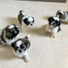Photo №1. shih tzu - for sale in the city of Stockholm | negotiated | Announcement № 96314