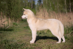Photo №3. For sale a very beautiful bred girl of the SIBERIAN HUSKEY. Russian Federation