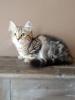 Photo №1. siberian cat - for sale in the city of Гамсутль | Is free | Announcement № 12166