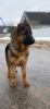 Photo №1. german shepherd - for sale in the city of Minsk | 321$ | Announcement № 89547