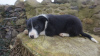 Photo №2 to announcement № 43177 for the sale of border collie - buy in Germany private announcement