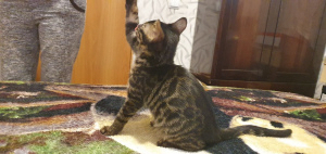 Photo №3. I will sell Bengal kittens. Russian Federation