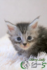 Photo №1. maine coon - for sale in the city of St. Petersburg | 473$ | Announcement № 15466