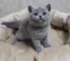 Photo №2 to announcement № 89696 for the sale of british shorthair - buy in Germany private announcement