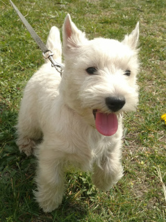 Additional photos: West Highland puppies from an import manufacturer, grandson of the World