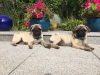 Photo №4. I will sell pug in the city of Hannover. breeder - price - Is free