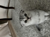 Photo №1. scottish fold - for sale in the city of Стамбул | 300$ | Announcement № 42047