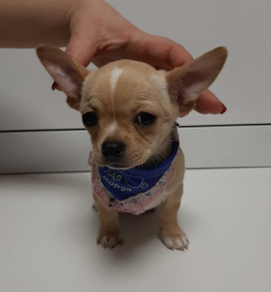 Additional photos: Chihuahua