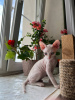 Photo №3. Don Sphynx kittens. Russian Federation