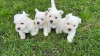 Photo №2 to announcement № 37741 for the sale of west highland white terrier - buy in Germany breeder