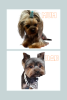 Photo №1. yorkshire terrier - for sale in the city of Indianapolis | 500$ | Announcement № 101291