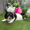 Photo №1. dachshund - for sale in the city of Cali | 210$ | Announcement № 45703