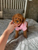 Photo №2 to announcement № 123074 for the sale of poodle (toy) - buy in Portugal breeder