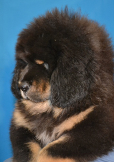 Photo №2 to announcement № 5512 for the sale of tibetan mastiff - buy in Ukraine private announcement