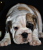 Photo №2 to announcement № 8356 for the sale of english bulldog - buy in Russian Federation 