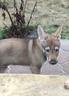 Photo №3. Czechoslovakian wolfdog puppies for sale. Russian Federation