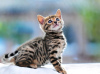 Photo №2 to announcement № 9767 for the sale of bengal cat - buy in Belarus 