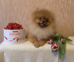 Photo №2 to announcement № 1415 for the sale of pomeranian - buy in Russian Federation from nursery
