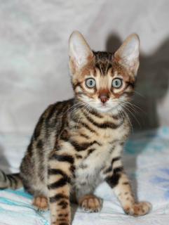 Photo №1. bengal cat - for sale in the city of St. Petersburg | negotiated | Announcement № 1851