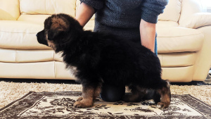 Additional photos: purebred puppy of a German shepherd