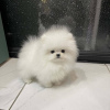 Photo №2 to announcement № 36511 for the sale of pomeranian - buy in Russian Federation private announcement