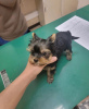 Additional photos: Yorkshire Terrier,