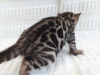 Photo №2 to announcement № 8638 for the sale of bengal cat - buy in Russian Federation from nursery, breeder