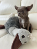 Additional photos: Chihuahua for adoption