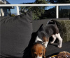 Additional photos: Affordable Beagle home bred puppies!