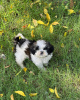 Photo №1. shih tzu - for sale in the city of Berlin | negotiated | Announcement № 102438